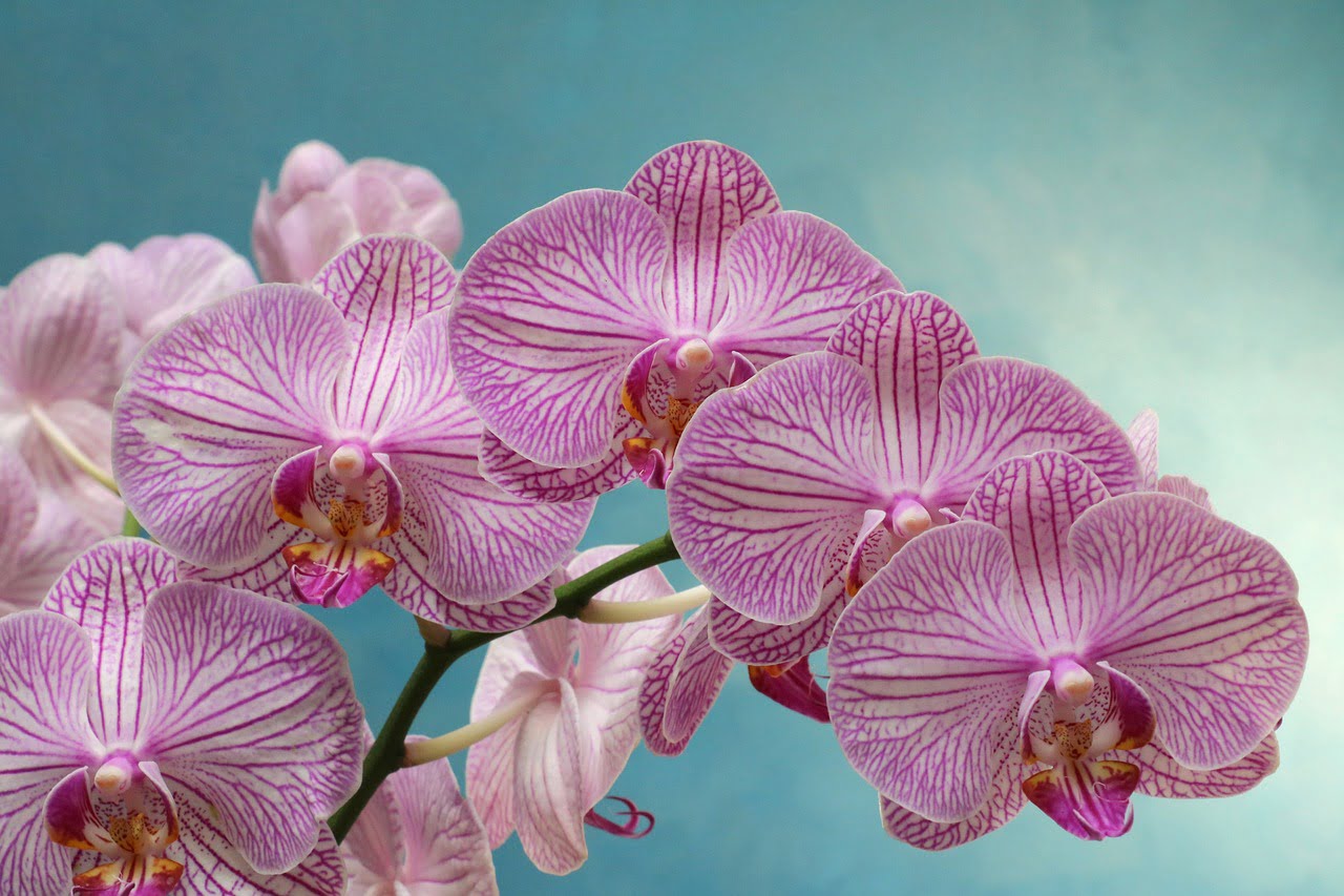 orchid-1677519_1280