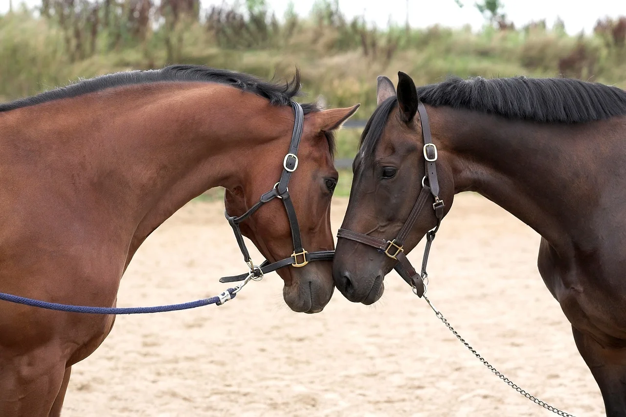 horses-1040952_1280